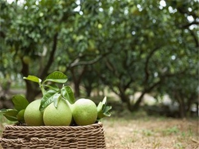 柚子市场遇冷 价格大幅下跌，批发端陷困境