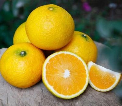 福建南平建阳区桔柚批发 质优价廉，果园直供