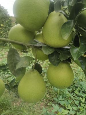 湖南怀化芷江小香柚 质优价廉，批发市场新宠