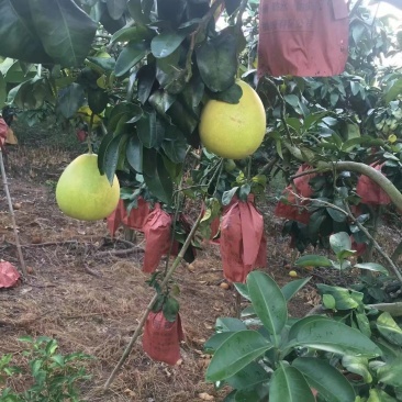 广西田林红心柚迎丰收季，质优价美引客商