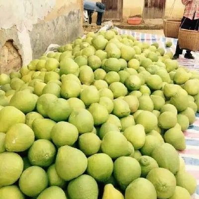 3斤以上柚子供应与批发指南 品质优选，渠道直通