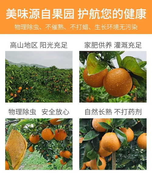 湖南秭归夏橙与柚子，新鲜果香直送您家