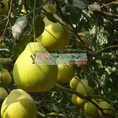 果树 批发嫁接果树苗 南方北方种植 柚子苗 盆栽地栽 庭院绿植 规格全-沭阳县雅卉花木园艺场提供果树 批发嫁接果树苗 南方北方种植 柚子苗 盆栽地栽 庭院绿植 规格全的相关介绍、产品、服务、图片、价格沭阳县雅卉花木园艺场、种苗、种子、种球、花盆、种植工具/农具/、营养土、种子