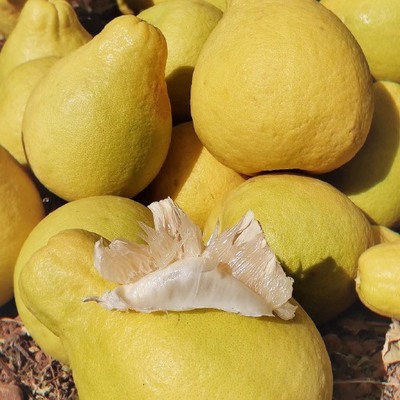 广西纸箱柚子供应与价格分析 批发市场全面指南