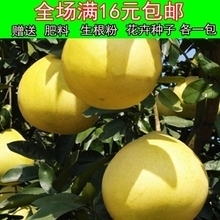 黄金柚子树苗产品参考信息及批发指南