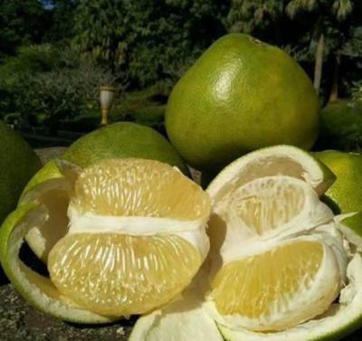 云南昆明官渡区泰国青柚批发 优质果品，实惠价格