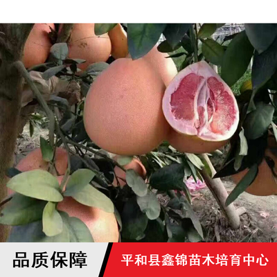 柚子苗木价格与批发指南 鑫锦纯正蜜柚、四川管溪三红蜜柚及葡萄蜜柚解析